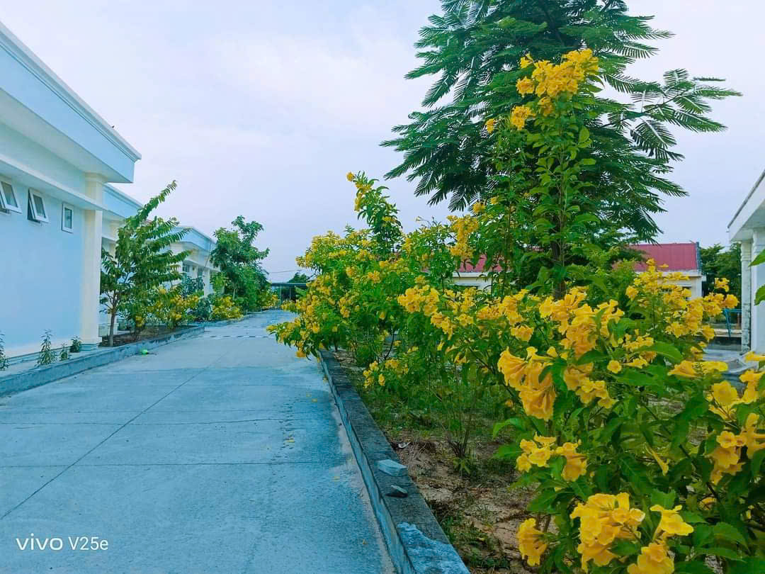 cảnh đẹp ở trường